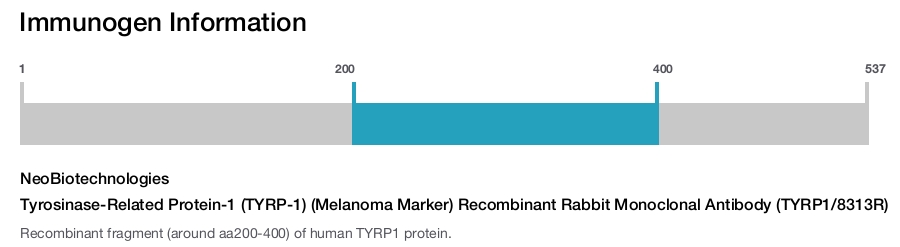Tyrosinase-Related Protein-1 (TYRP-1) (Melanoma Marker) Recombinant Rabbit Monoclonal Antibody (TYRP1/8313R)