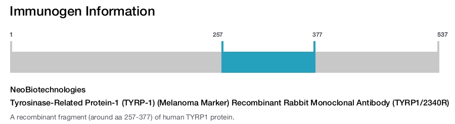 Tyrosinase-Related Protein-1 (TYRP-1) (Melanoma Marker) Recombinant Rabbit Monoclonal Antibody (TYRP1/2340R)