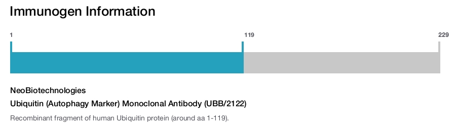 Ubiquitin (Autophagy Marker) Monoclonal Antibody (UBB/2122)