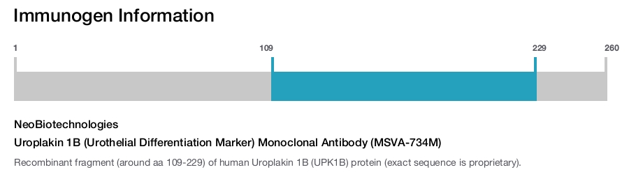 Uroplakin 1B (Urothelial Differentiation Marker) Monoclonal Antibody (MSVA-734M)