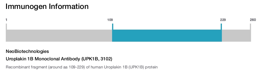 Uroplakin 1B Monoclonal Antibody (UPK1B, 3102)