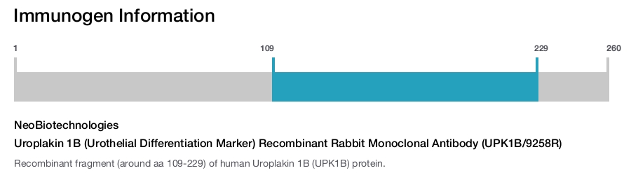 Uroplakin 1B (Urothelial Differentiation Marker) Recombinant Rabbit Monoclonal Antibody (UPK1B/9258R)