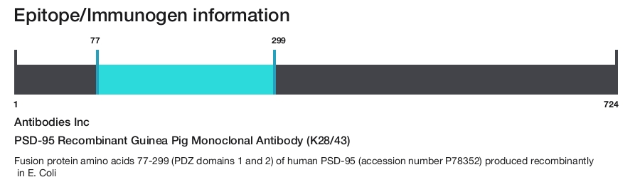 PSD-95 Recombinant Guinea Pig Monoclonal Antibody (K28/43)