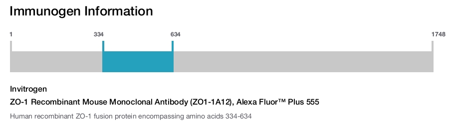 ZO-1 Recombinant Mouse Monoclonal Antibody (ZO1-1A12), Alexa Fluor™ Plus 555