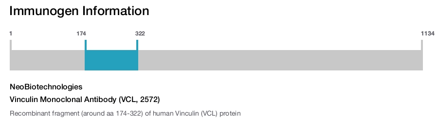 Vinculin Monoclonal Antibody (VCL, 2572)