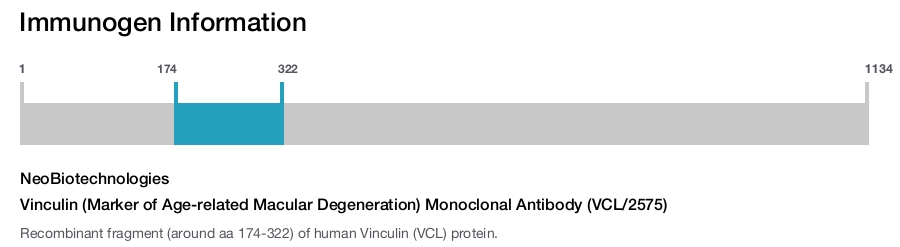 Vinculin (Marker of Age-related Macular Degeneration) Monoclonal Antibody (VCL/2575)