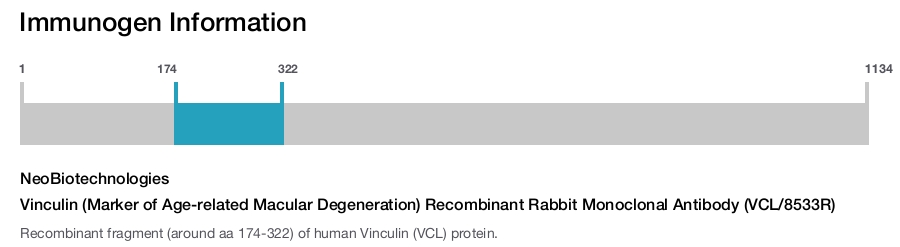 Vinculin (Marker of Age-related Macular Degeneration) Recombinant Rabbit Monoclonal Antibody (VCL/8533R)