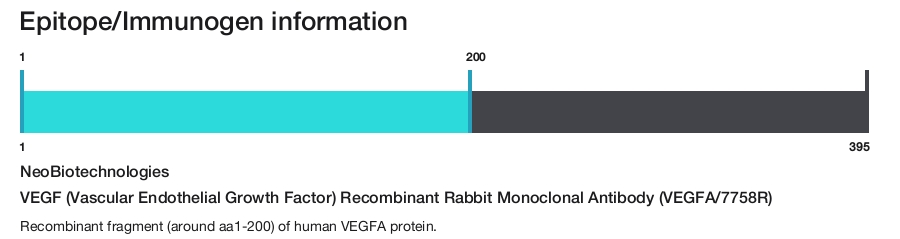 VEGF (Vascular Endothelial Growth Factor) Recombinant Rabbit Monoclonal Antibody (VEGFA/7758R)