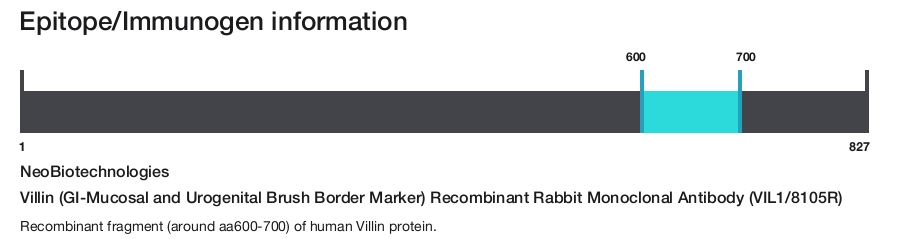Villin (GI-Mucosal and Urogenital Brush Border Marker) Recombinant Rabbit Monoclonal Antibody (VIL1/8105R)