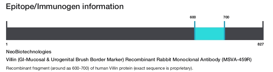 Villin (GI-Mucosal & Urogenital Brush Border Marker) Recombinant Rabbit Monoclonal Antibody (MSVA-459R)