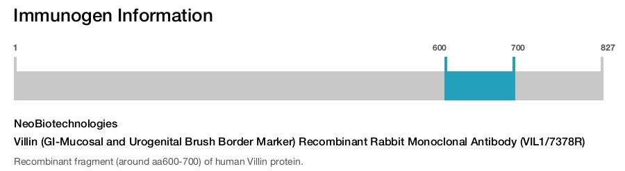 Villin (GI-Mucosal and Urogenital Brush Border Marker) Recombinant Rabbit Monoclonal Antibody (VIL1/7378R)