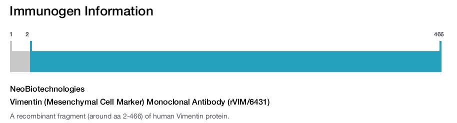 Vimentin (Mesenchymal Cell Marker) Monoclonal Antibody (rVIM/6431)