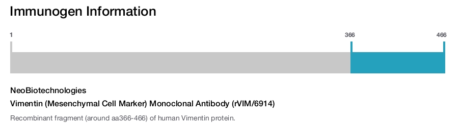 Vimentin (Mesenchymal Cell Marker) Monoclonal Antibody (rVIM/6914)