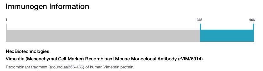 Vimentin (Mesenchymal Cell Marker) Recombinant Mouse Monoclonal Antibody (rVIM/6914)