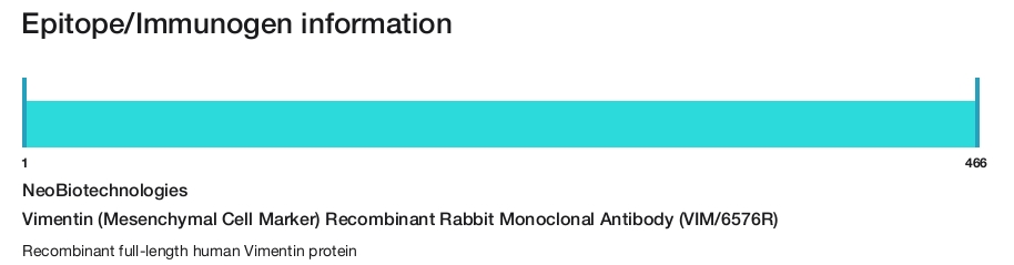 Vimentin (Mesenchymal Cell Marker) Recombinant Rabbit Monoclonal Antibody (VIM/6576R)