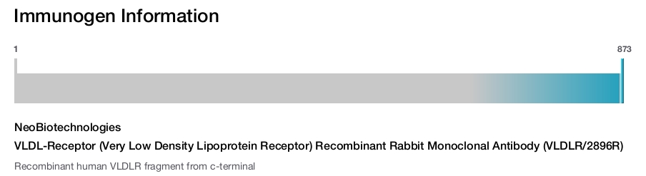 VLDL-Receptor (Very Low Density Lipoprotein Receptor) Recombinant Rabbit Monoclonal Antibody (VLDLR/2896R)