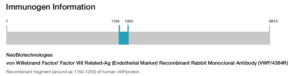 von Willebrand Factor/ Factor VIII Related-Ag (Endothelial Marker) Recombinant Rabbit Monoclonal Antibody (VWF/4384R)