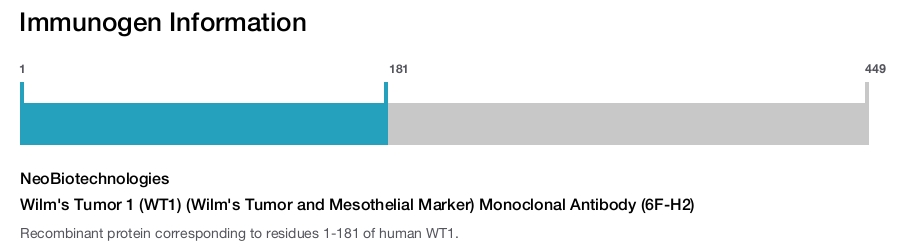 Wilm's Tumor 1 (WT1) (Wilm's Tumor and Mesothelial Marker) Monoclonal Antibody (6F-H2)