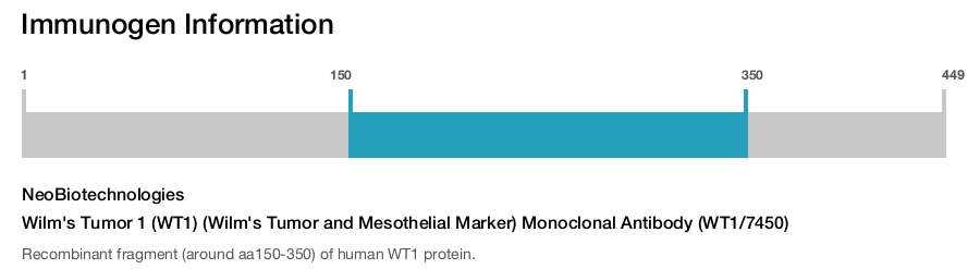 Wilm's Tumor 1 (WT1) (Wilm's Tumor and Mesothelial Marker) Monoclonal Antibody (WT1/7450)