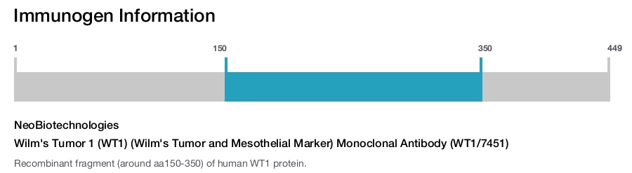 Wilm's Tumor 1 (WT1) (Wilm's Tumor and Mesothelial Marker) Monoclonal Antibody (WT1/7451)