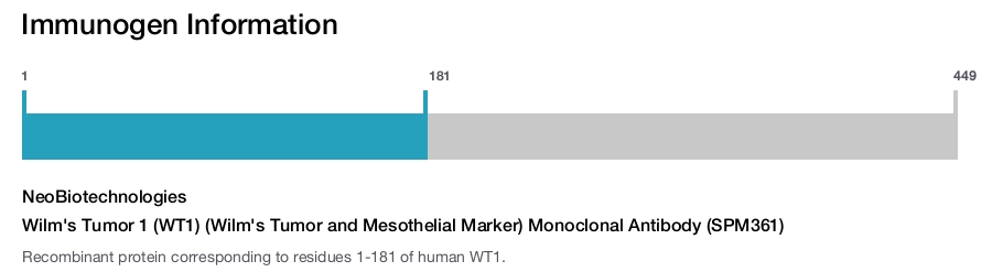 Wilm's Tumor 1 (WT1) (Wilm's Tumor and Mesothelial Marker) Monoclonal Antibody (SPM361)