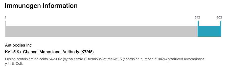 Kv1.5 K+ Channel Monoclonal Antibody (K7/45)