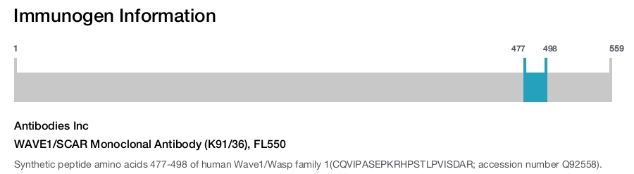 WAVE1/SCAR Monoclonal Antibody (K91/36), FL550