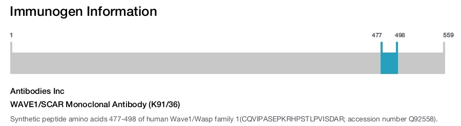 WAVE1/SCAR Monoclonal Antibody (K91/36)