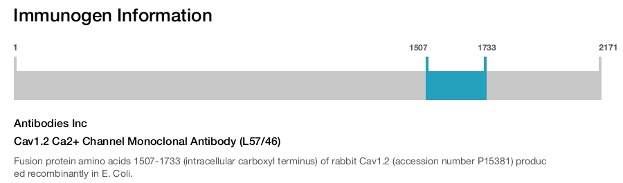 Cav1.2 Ca2+ Channel Monoclonal Antibody (L57/46)