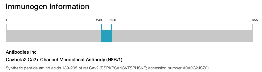 Cavbeta2 Ca2+ Channel Monoclonal Antibody (N8B/1)