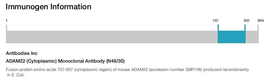 ADAM22 (Cytoplasmic) Monoclonal Antibody (N46/30)