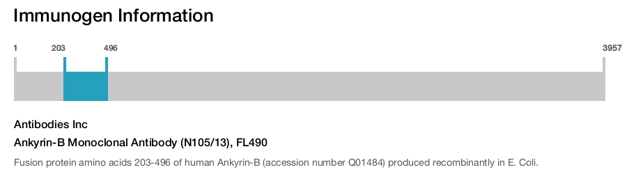 Ankyrin-B Monoclonal Antibody (N105/13), FL490