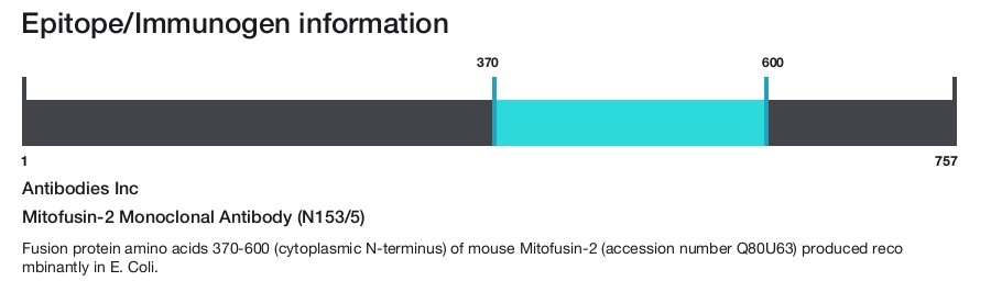 Mitofusin-2 Monoclonal Antibody (N153/5)