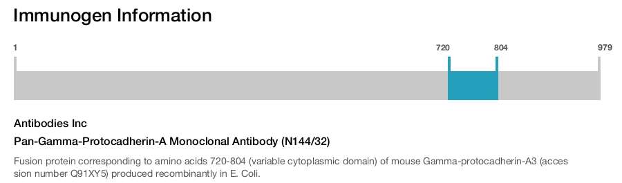Pan-Gamma-Protocadherin-A Monoclonal Antibody (N144/32)