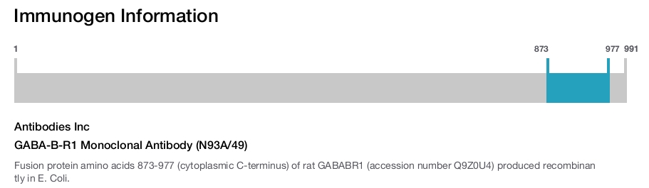 GABA-B-R1 Monoclonal Antibody (N93A/49)