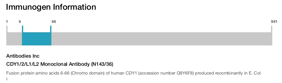 CDY1/2/L1/L2 Monoclonal Antibody (N143/36)