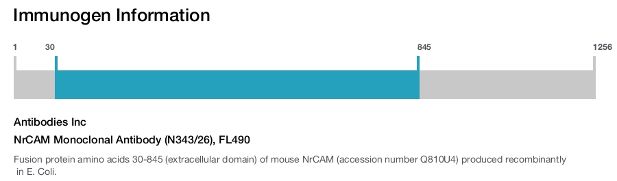 NrCAM Monoclonal Antibody (N343/26), FL490