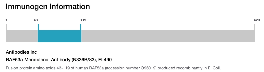 BAF53a Monoclonal Antibody (N336B/83), FL490