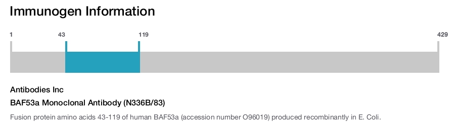 BAF53a Monoclonal Antibody (N336B/83)