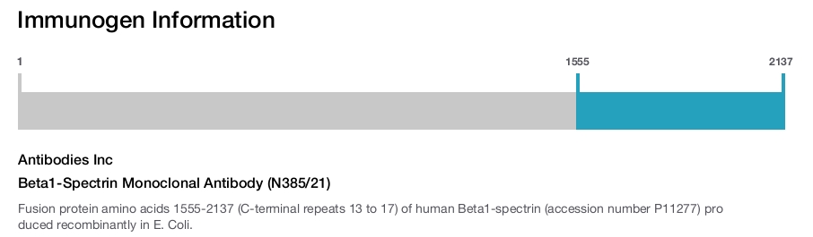 Beta1-Spectrin Monoclonal Antibody (N385/21)