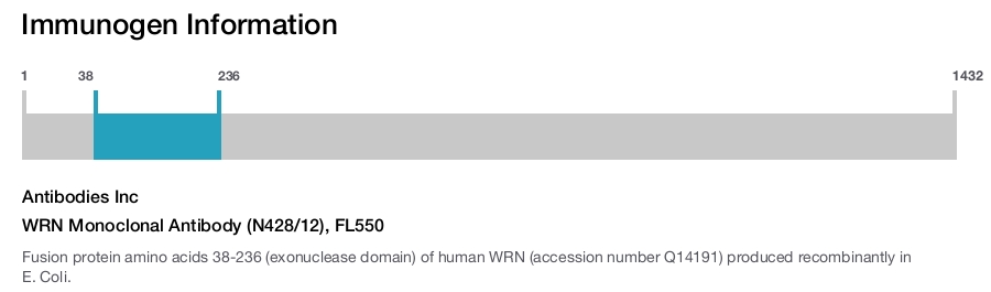 WRN Monoclonal Antibody (N428/12), FL550
