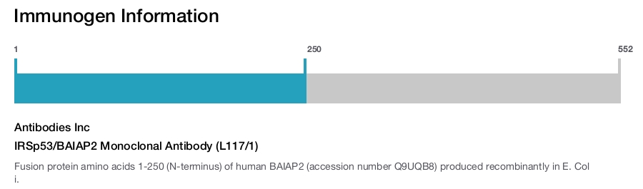 IRSp53/BAIAP2 Monoclonal Antibody (L117/1)