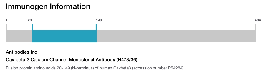 Cav beta 3 Calcium Channel Monoclonal Antibody (N473/36)