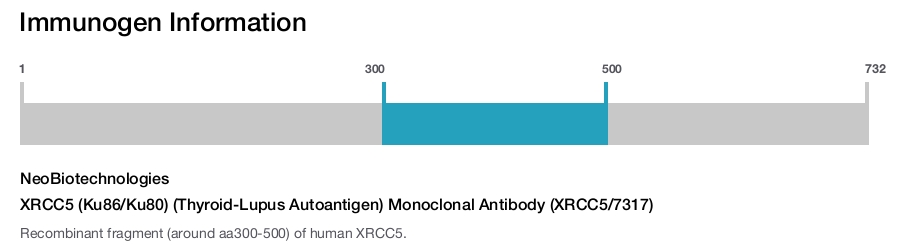 XRCC5 (Ku86/Ku80) (Thyroid-Lupus Autoantigen) Monoclonal Antibody (XRCC5/7317)