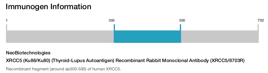 XRCC5 (Ku86/Ku80) (Thyroid-Lupus Autoantigen) Recombinant Rabbit Monoclonal Antibody (XRCC5/8703R)