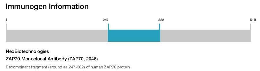 ZAP70 Monoclonal Antibody (ZAP70, 2046)