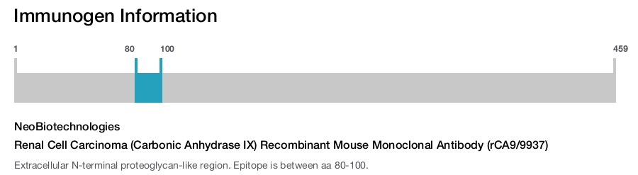 Renal Cell Carcinoma (Carbonic Anhydrase IX) Recombinant Mouse Monoclonal Antibody (rCA9/9937)