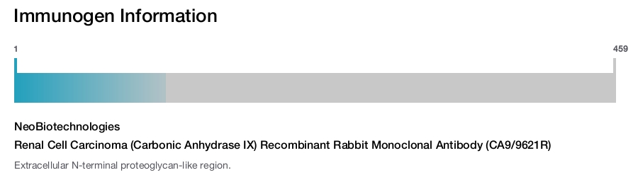 Renal Cell Carcinoma (Carbonic Anhydrase IX) Recombinant Rabbit Monoclonal Antibody (CA9/9621R)