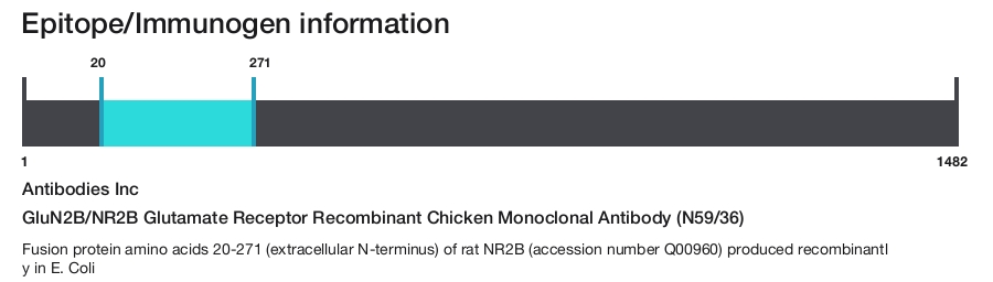 GluN2B/NR2B Glutamate Receptor Recombinant Chicken Monoclonal Antibody (N59/36)