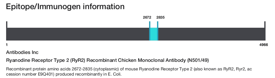 Ryanodine Receptor Type 2 (RyR2) Recombinant Chicken Monoclonal Antibody (N501/49)